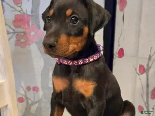Doberman Pinscher dogs for sale: Doberman Pinscher Puppy 2 - Ad 1