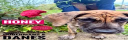 Great Dane dogs for sale: Honey - Ad 6