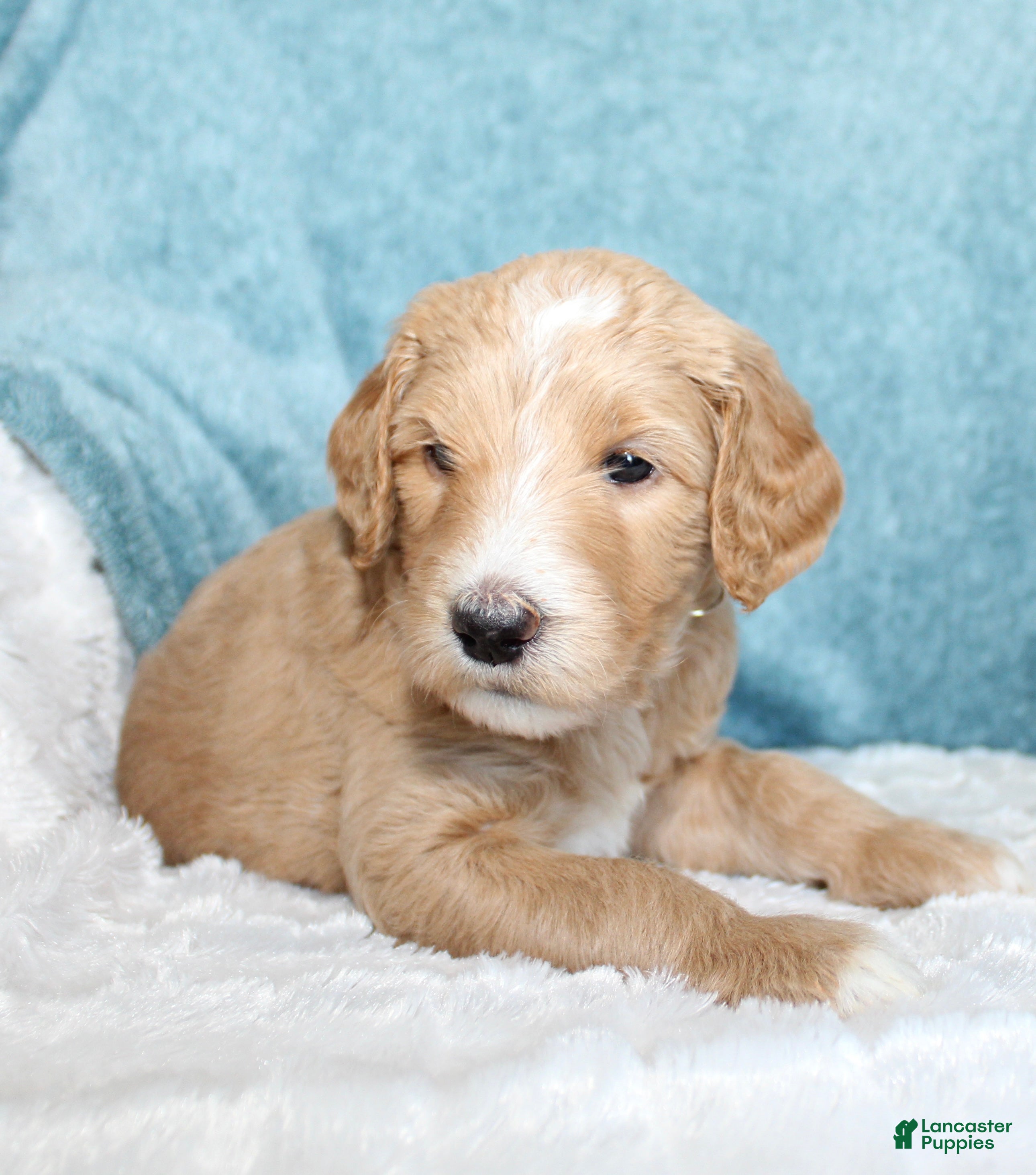 Goldendoodle dogs Buck - Ad 33