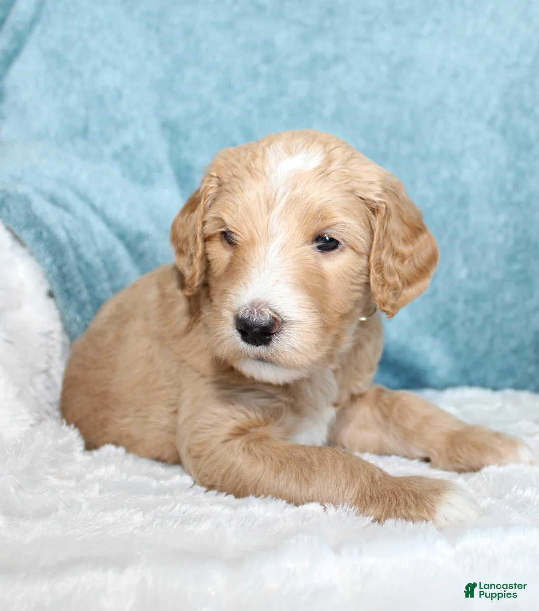 Goldendoodle dogs for sale: Buck - Ad 1