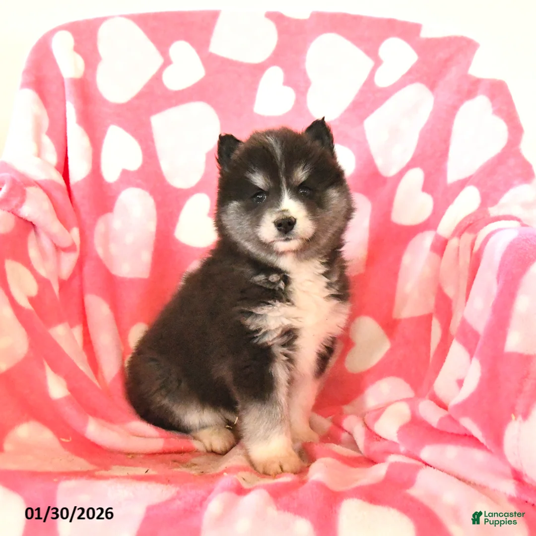 Pomsky dogs for sale: Sadie - Ad 1