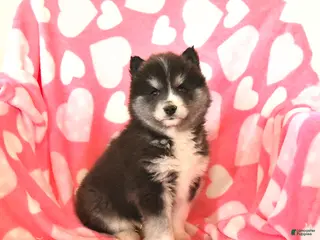 Pomsky dogs Sadie - Ad 7