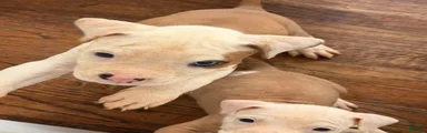 American Pit Bull Terrier 2