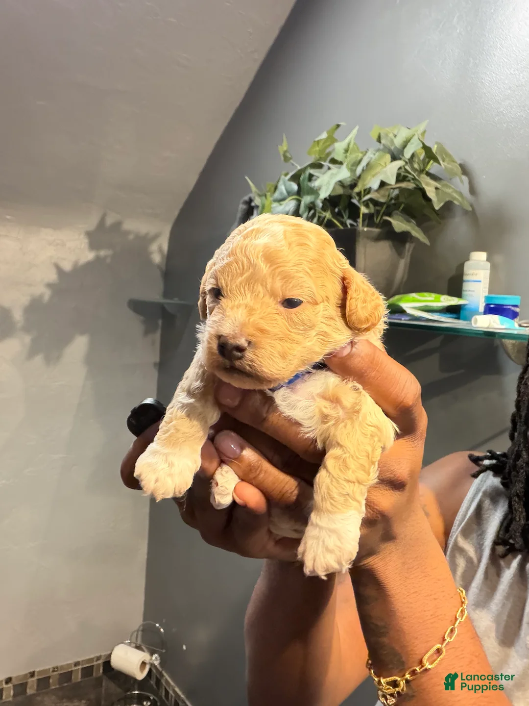Bichpoo dogs for sale: Hov - Ad 2