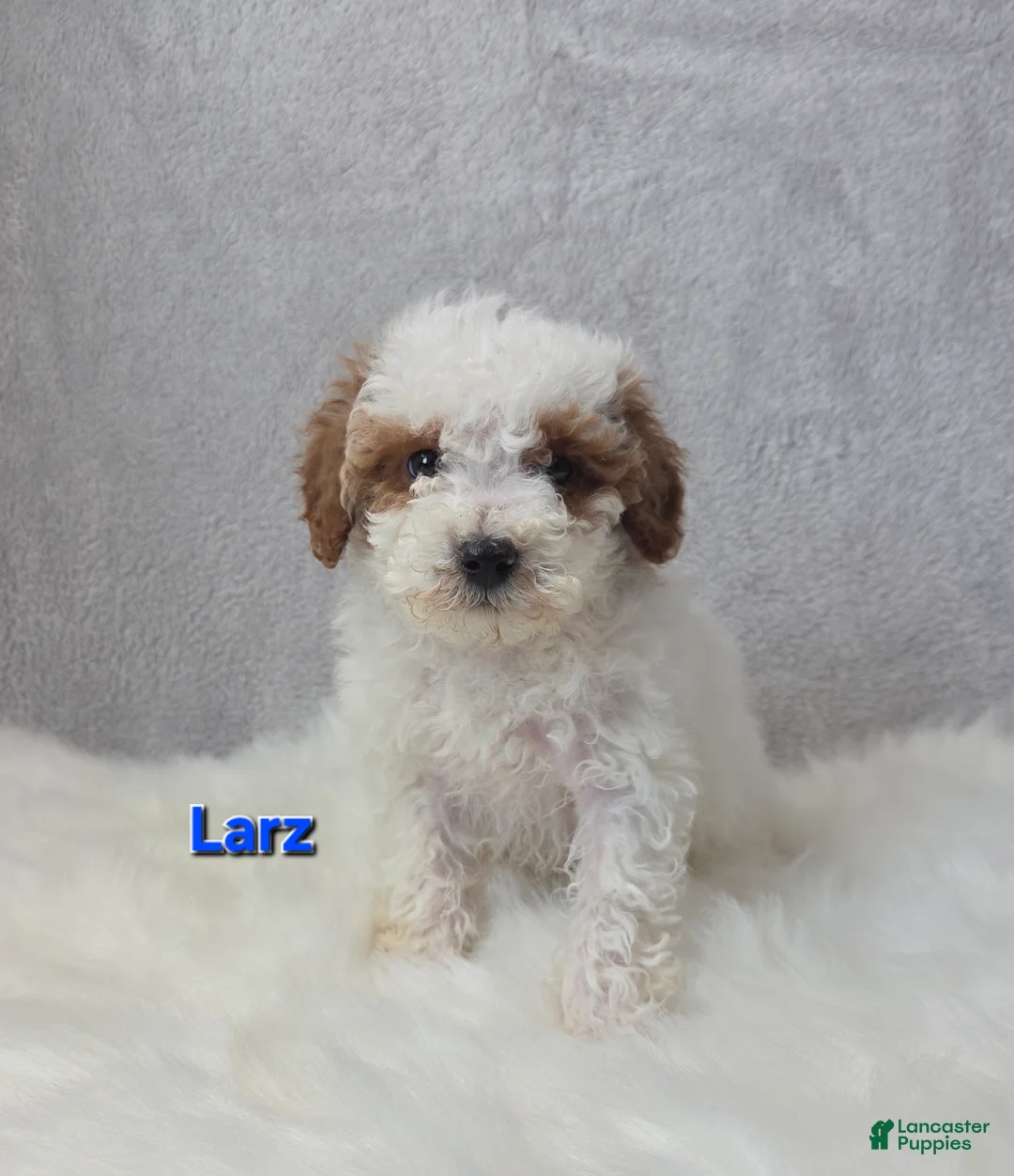 Miniature Poodle dogs for sale: Larz - Ad 5