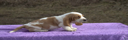 Basset Hound dogs for sale: Ranger - Ad 1
