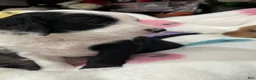 Aussiedoodle dogs for sale: Joy - Ad 6