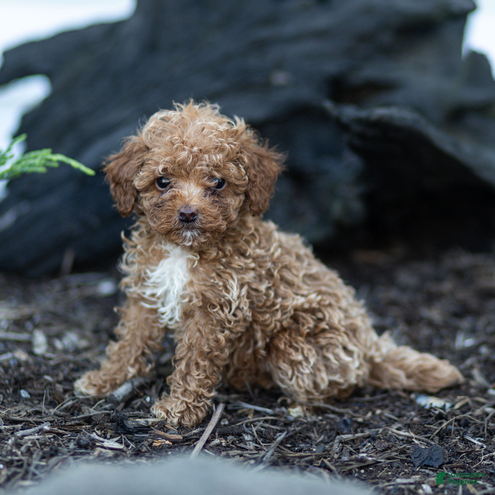 Toy Poodle dogs Guy Toy Poodle  - Ad 2