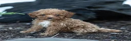Toy Poodle dogs for sale: Guy Toy Poodle  - Ad 2