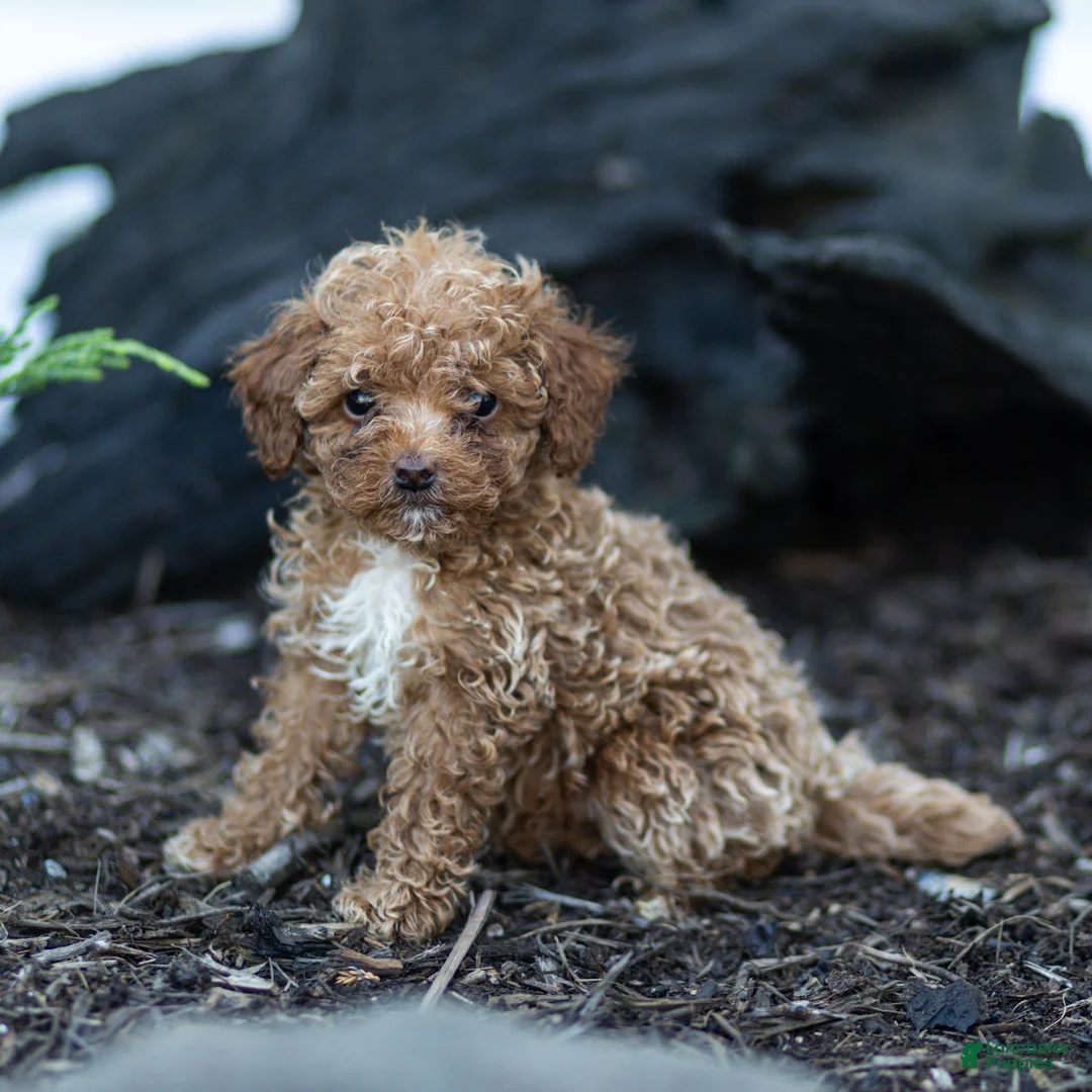 Toy Poodle dogs for sale: Guy Toy Poodle  - Ad 2