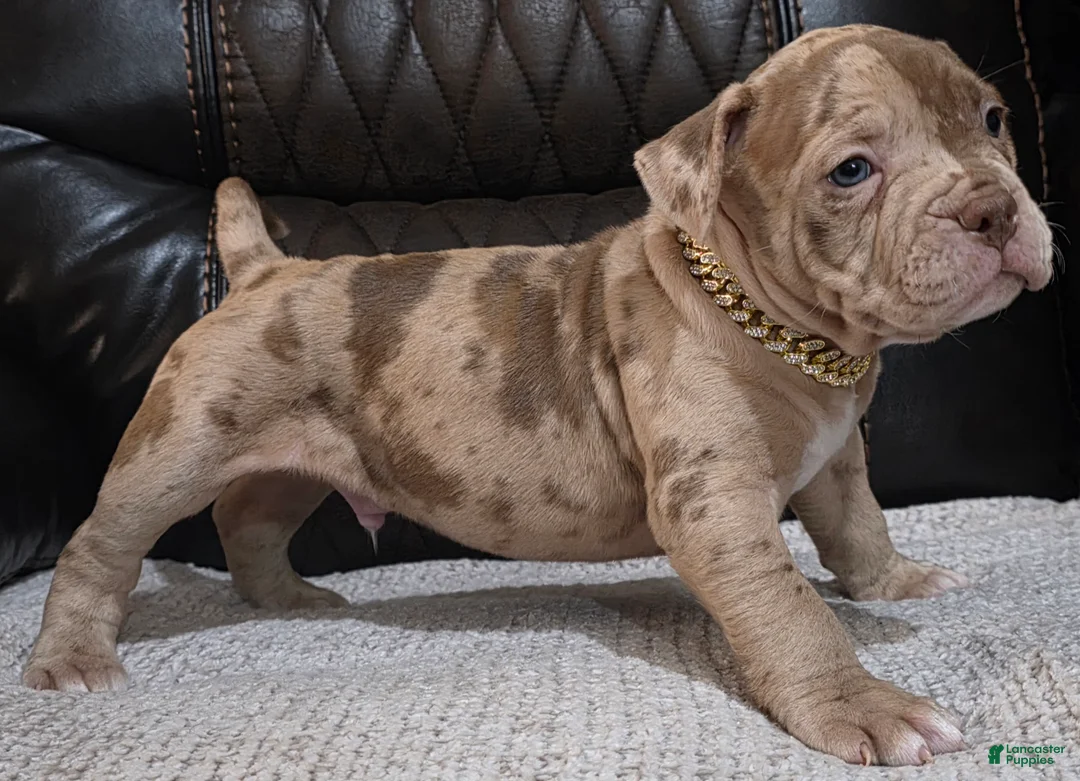 American Pit Bull Terrier dogs for sale: Paintball  - Ad 5