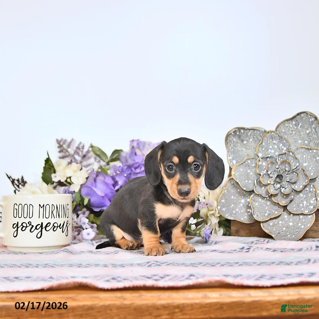 Miniature Dachshund dogs for sale: Oreo - Ad 3