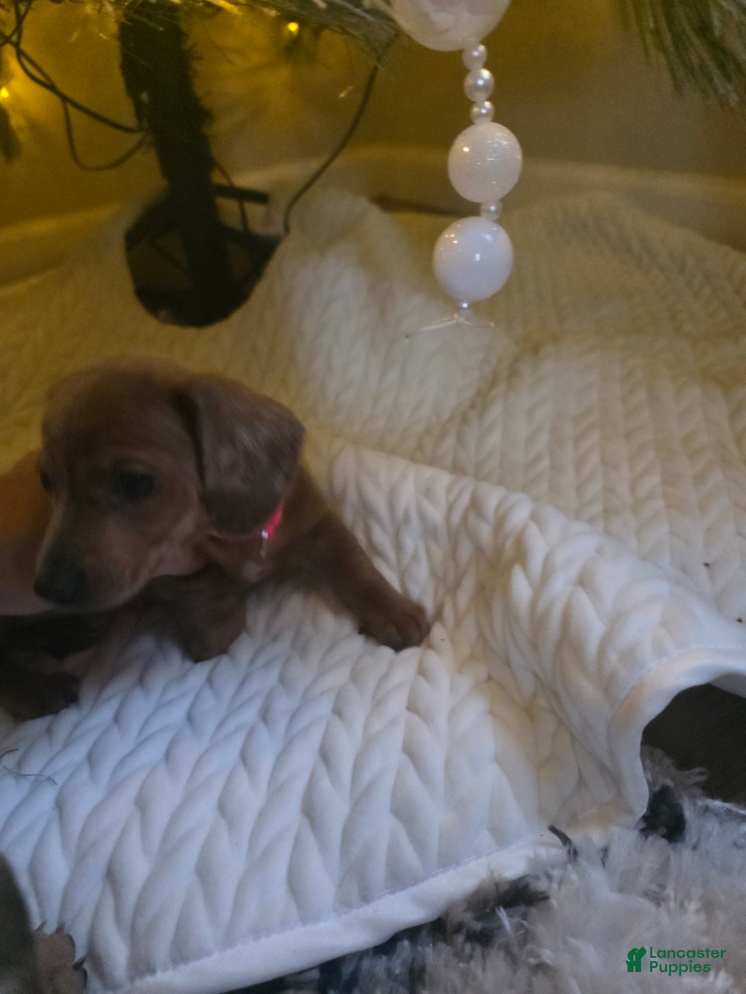 Miniature Dachshund dogs for sale: Annabelle - Ad 3