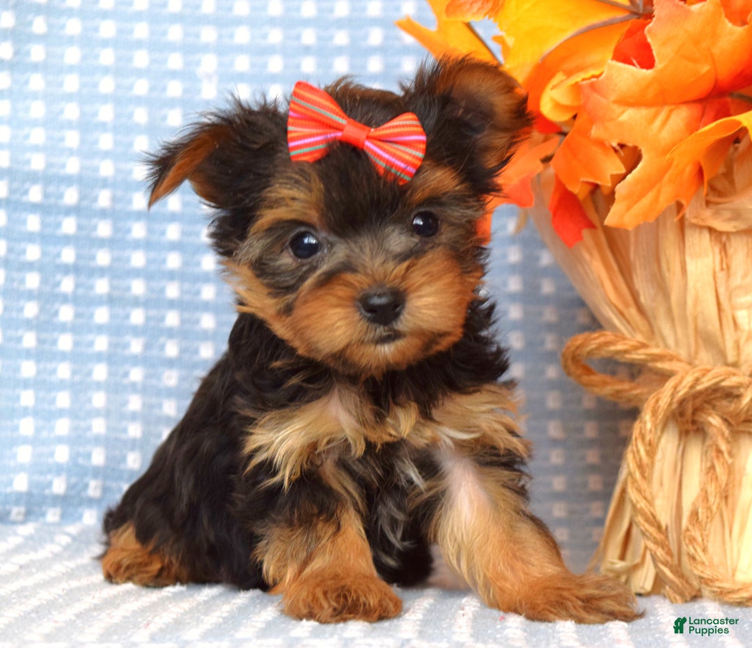 Yorkshire Terrier dogs for sale: Carly  - Ad 6