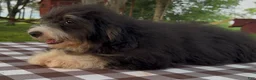 Mini Bernedoodle dogs for sale: Kate - Ad 2