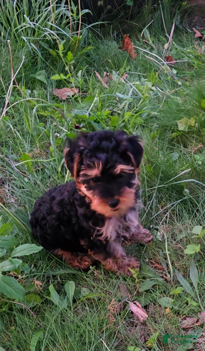 Yorkiepoo dogs Milo  - Ad 1