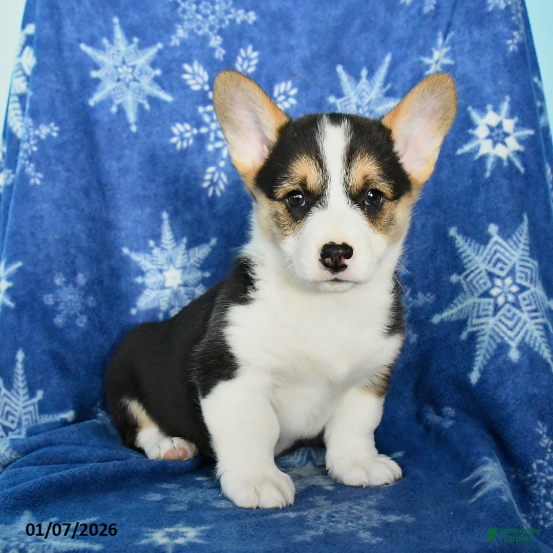 Welsh Corgi Pembroke dogs for sale: Tippy - Ad 2