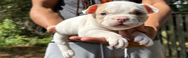 American Bully 2