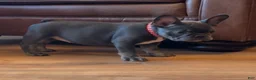 French Bulldog dogs for sale: Birdie  - Ad 6