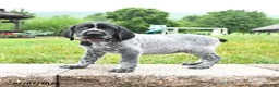 German Shorthaired Pointer dogs for sale: Hallie - Ad 3
