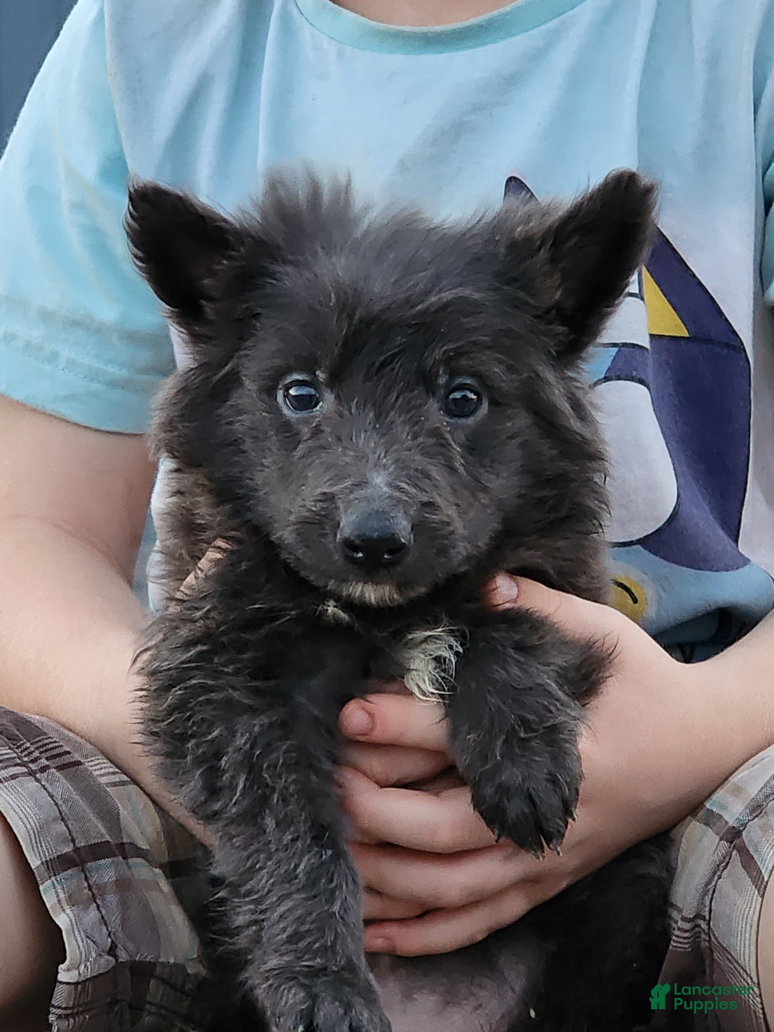 German Shepherd dogs Neith  - Ad 14