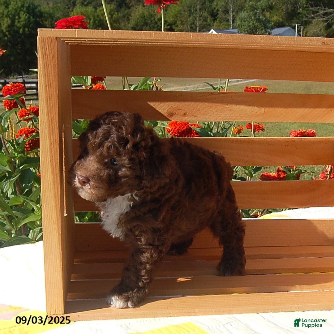 Toy Poodle dogs for sale: Bobbie - Ad 4