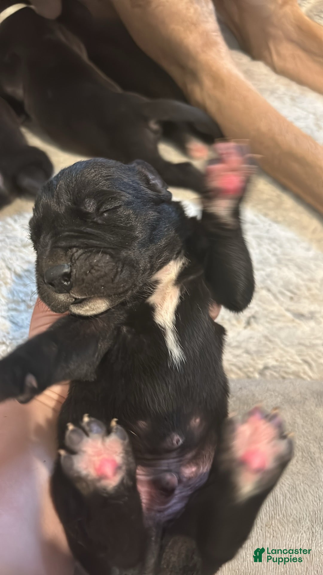 Great Dane dogs Great Dane Puppy 4 - Ad 27