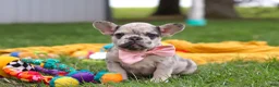 French Bulldog dogs for sale: Lottie - Ad 5
