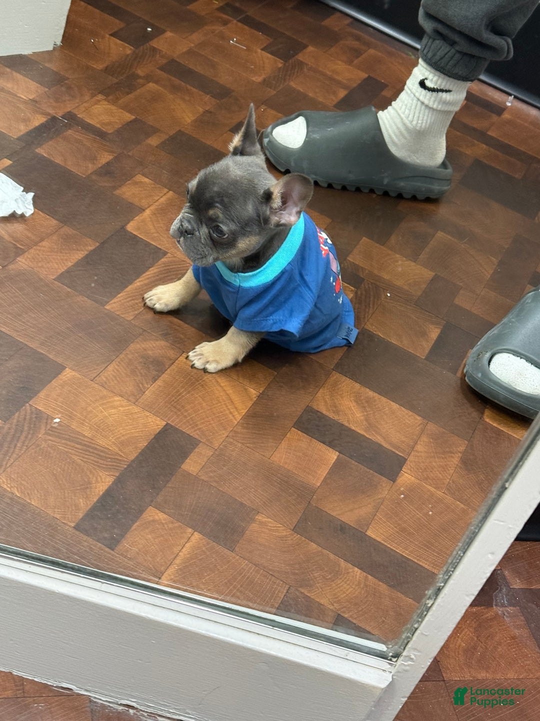 French Bulldog dogs for sale: French Bulldog Puppy 6 - Ad 2