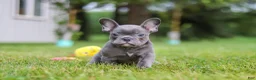 French Bulldog dogs for sale: Ollie - Ad 13