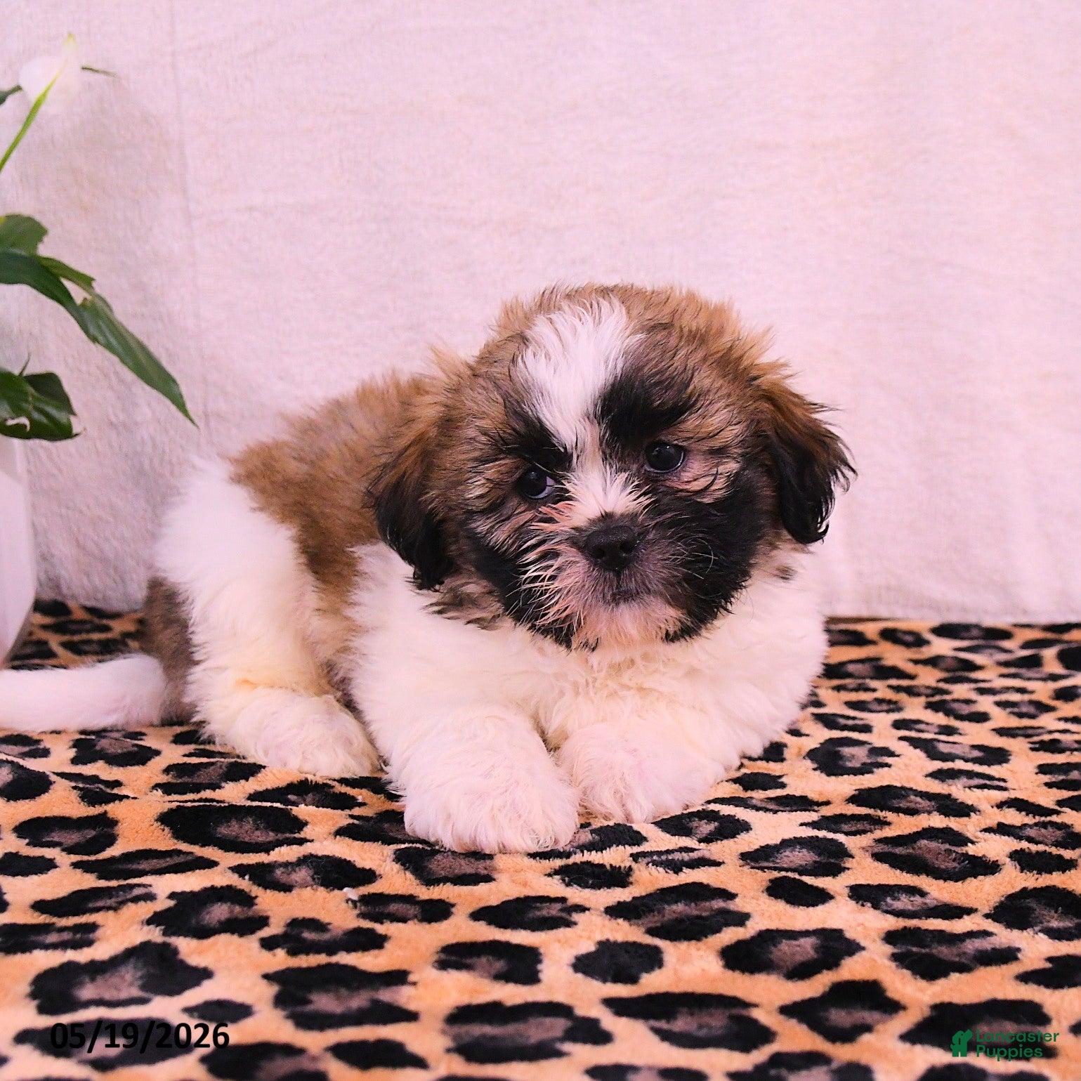 Shih Tzu dogs Jesse - Ad 2
