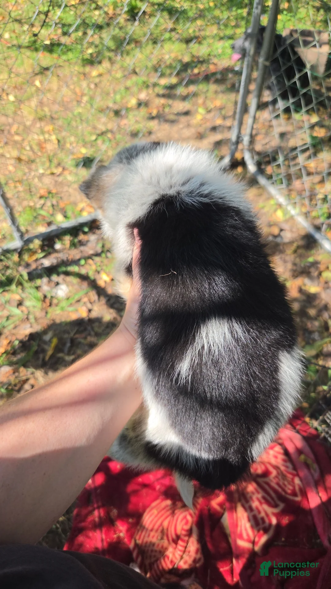 Mixed Breed dogs for sale: Boy #1 - Ad 2