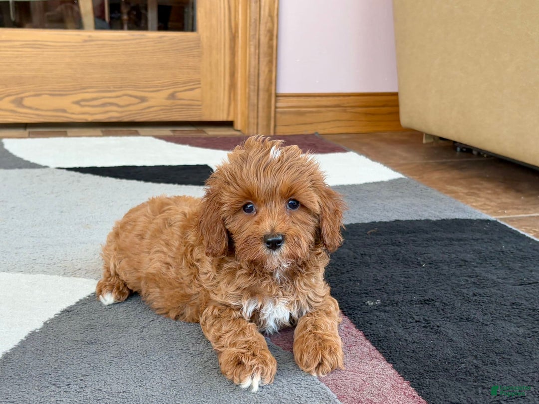 Cavapoo dogs for sale: Henry - Ad 2