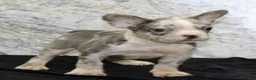 French Bulldog dogs for sale: Dallas Male AKC French Bulldog - Ad 3