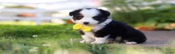 Toy Australian Shepherd dogs for sale: Dylan - Ad 7