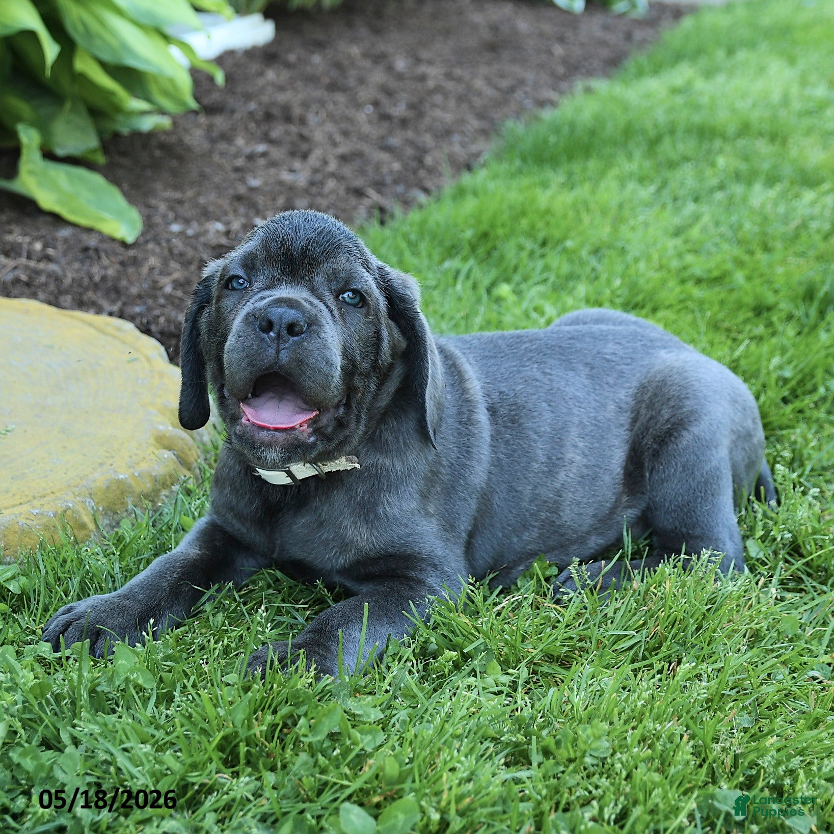Cane Corso dogs Kaleb - Ad 2