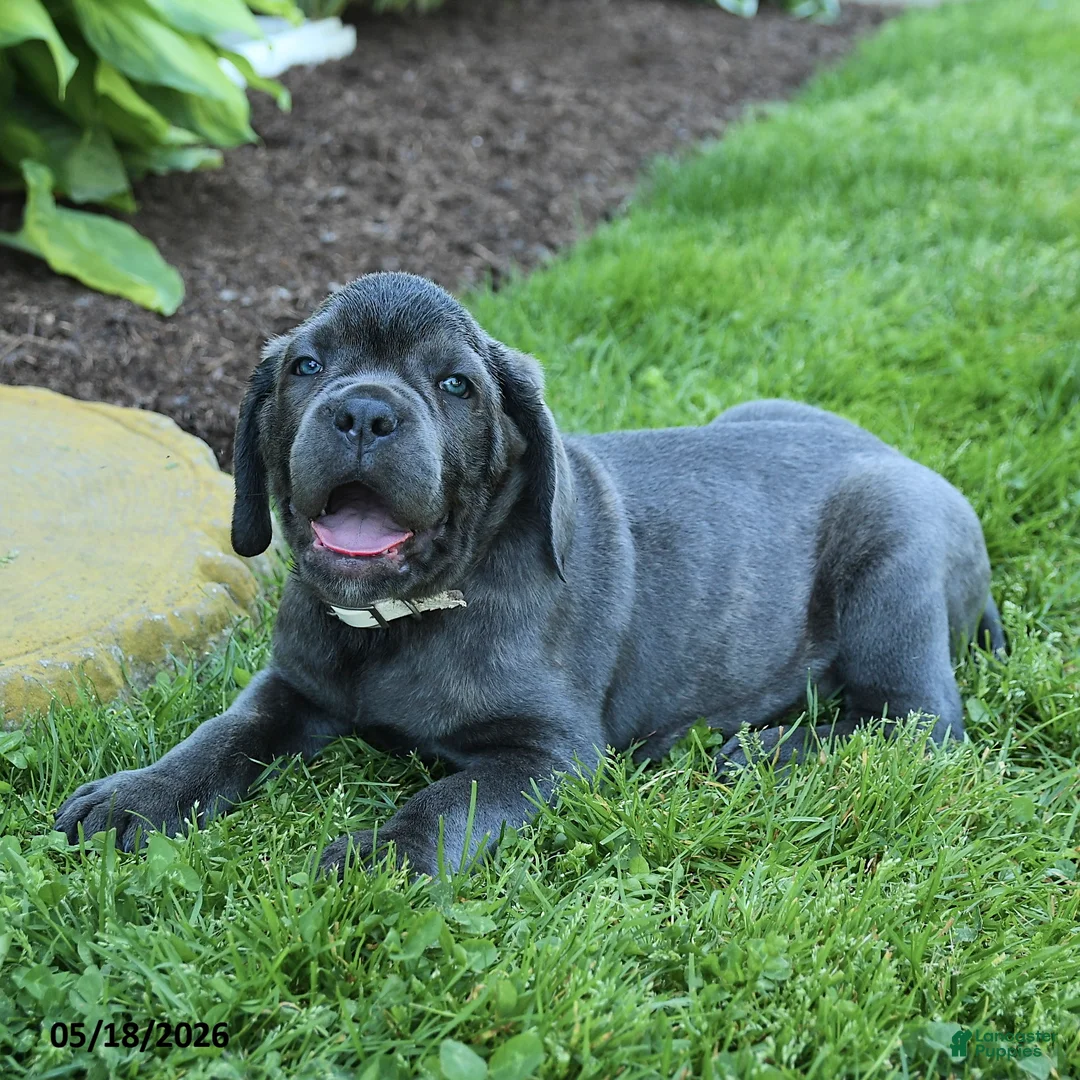 Cane Corso dogs for sale: Kaleb - Ad 2