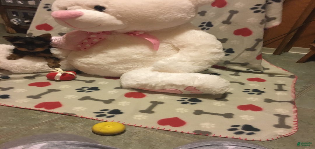 Gallery Image {{count}}