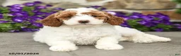 Mini Goldendoodle dogs for sale: Sophia - Ad 4