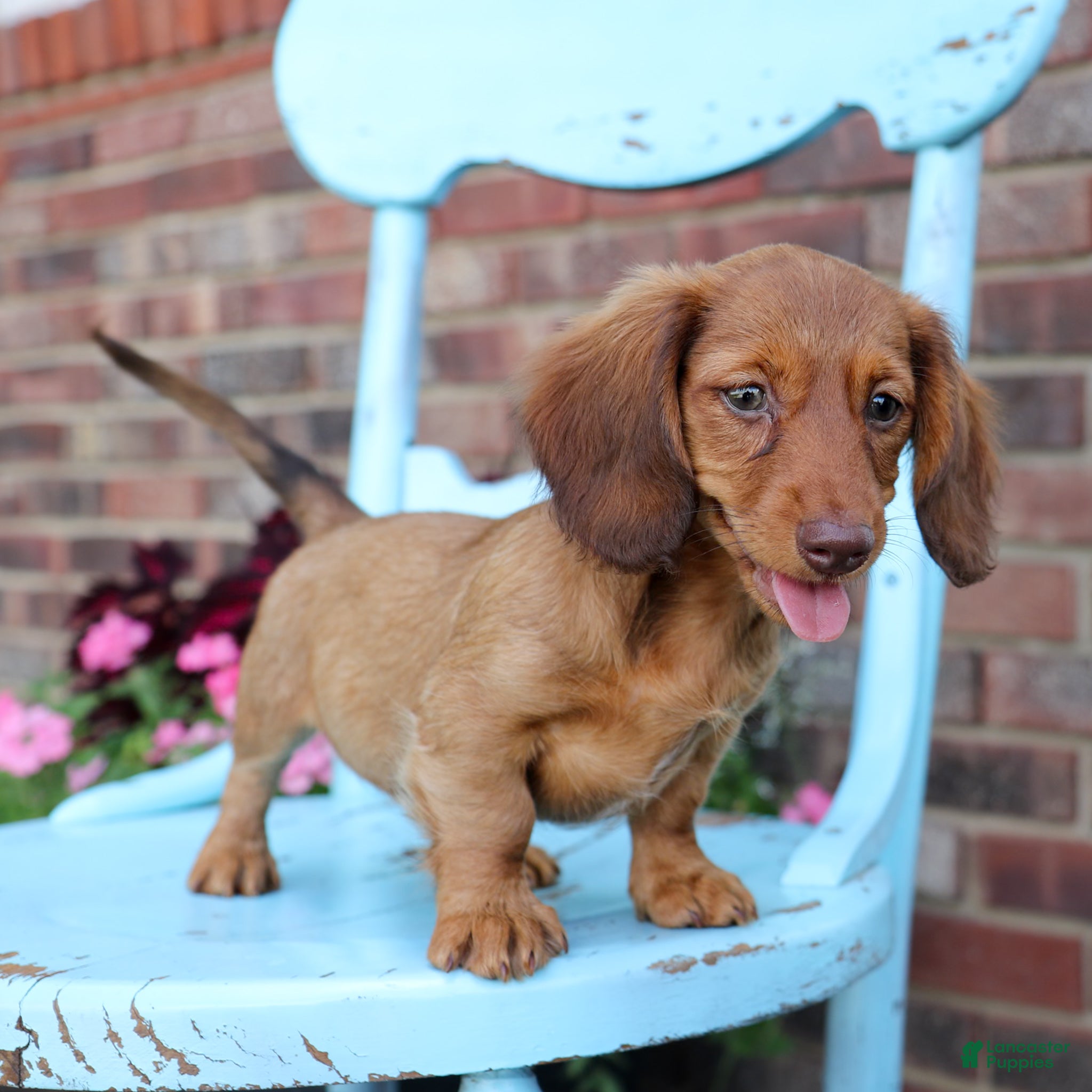 Miniature Dachshund dogs Lily - Ad 1