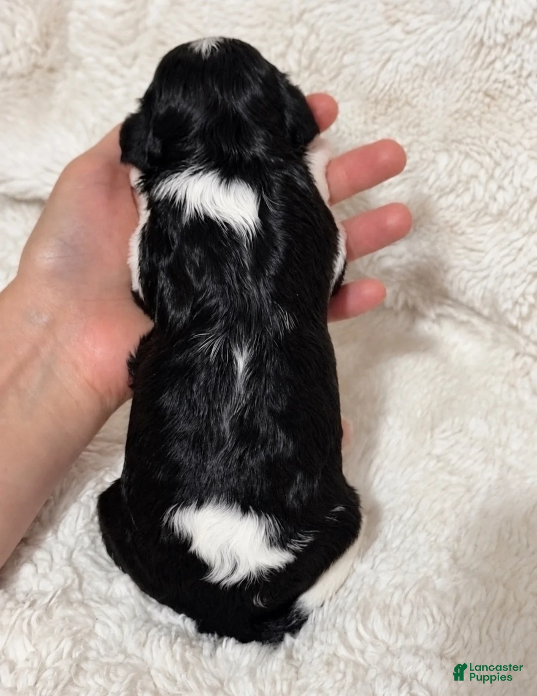Cavapoo dogs for sale: Cubbie - Ad 2