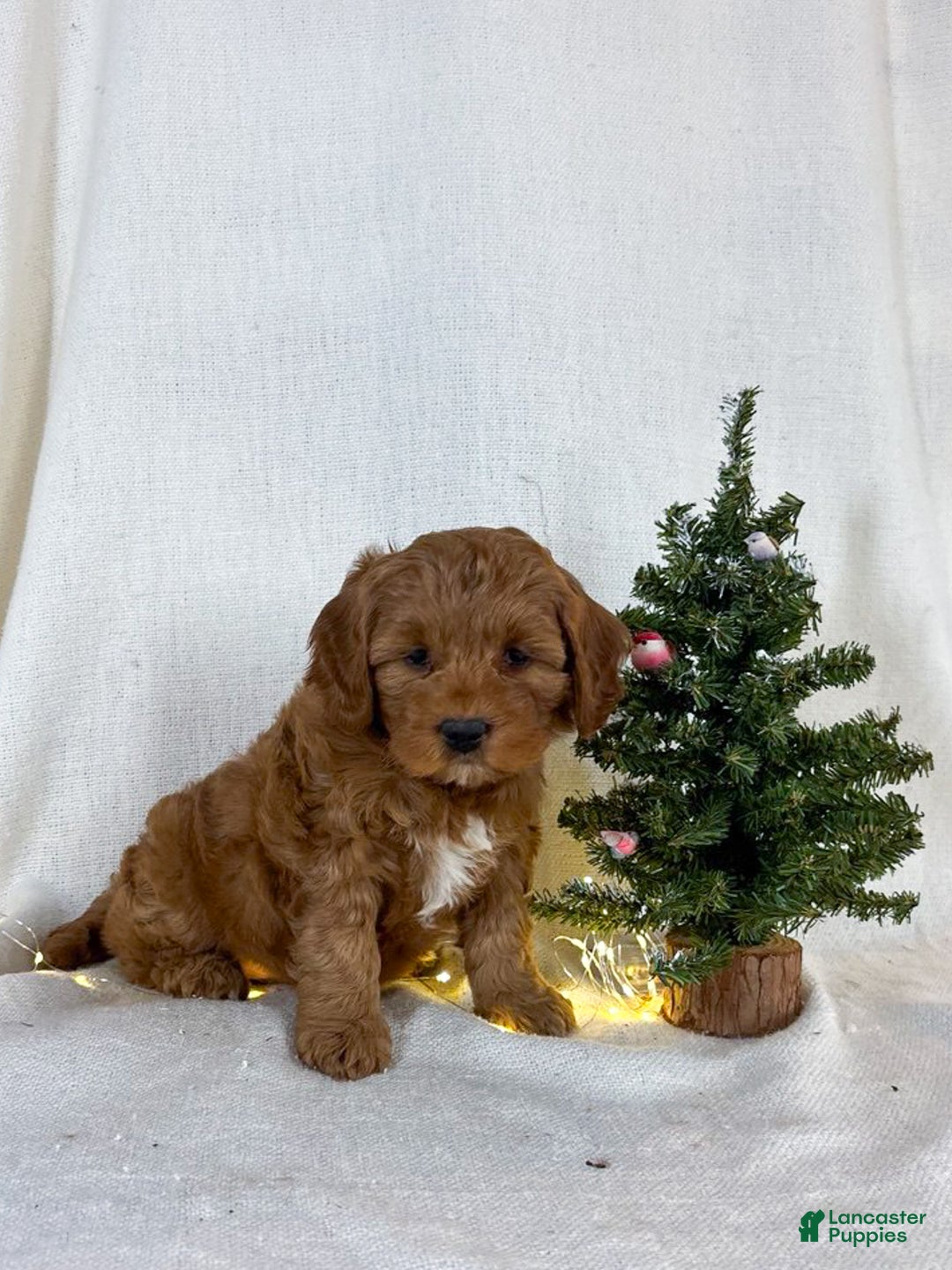 Mini Goldendoodle dogs for sale: Ivy - Ad 6