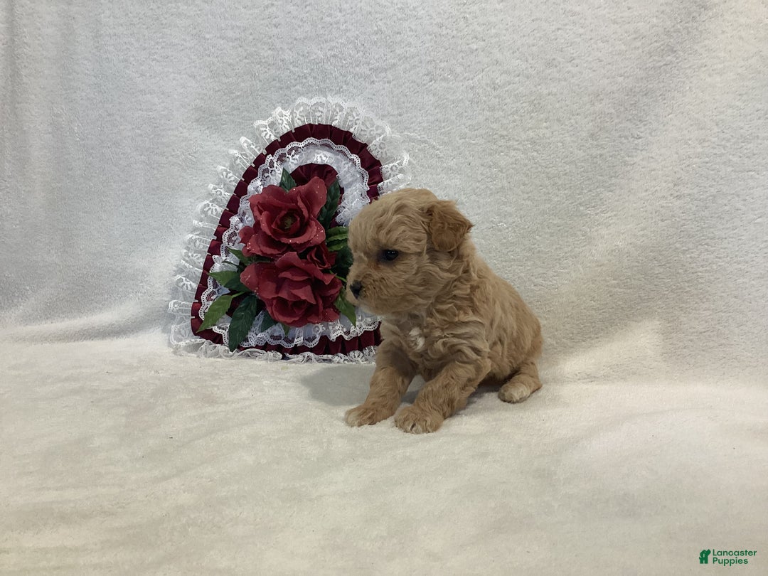 Maltipoo dogs for sale: Crunchy  - Ad 8