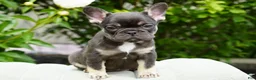 French Bulldog dogs for sale: Mochi - Ad 3