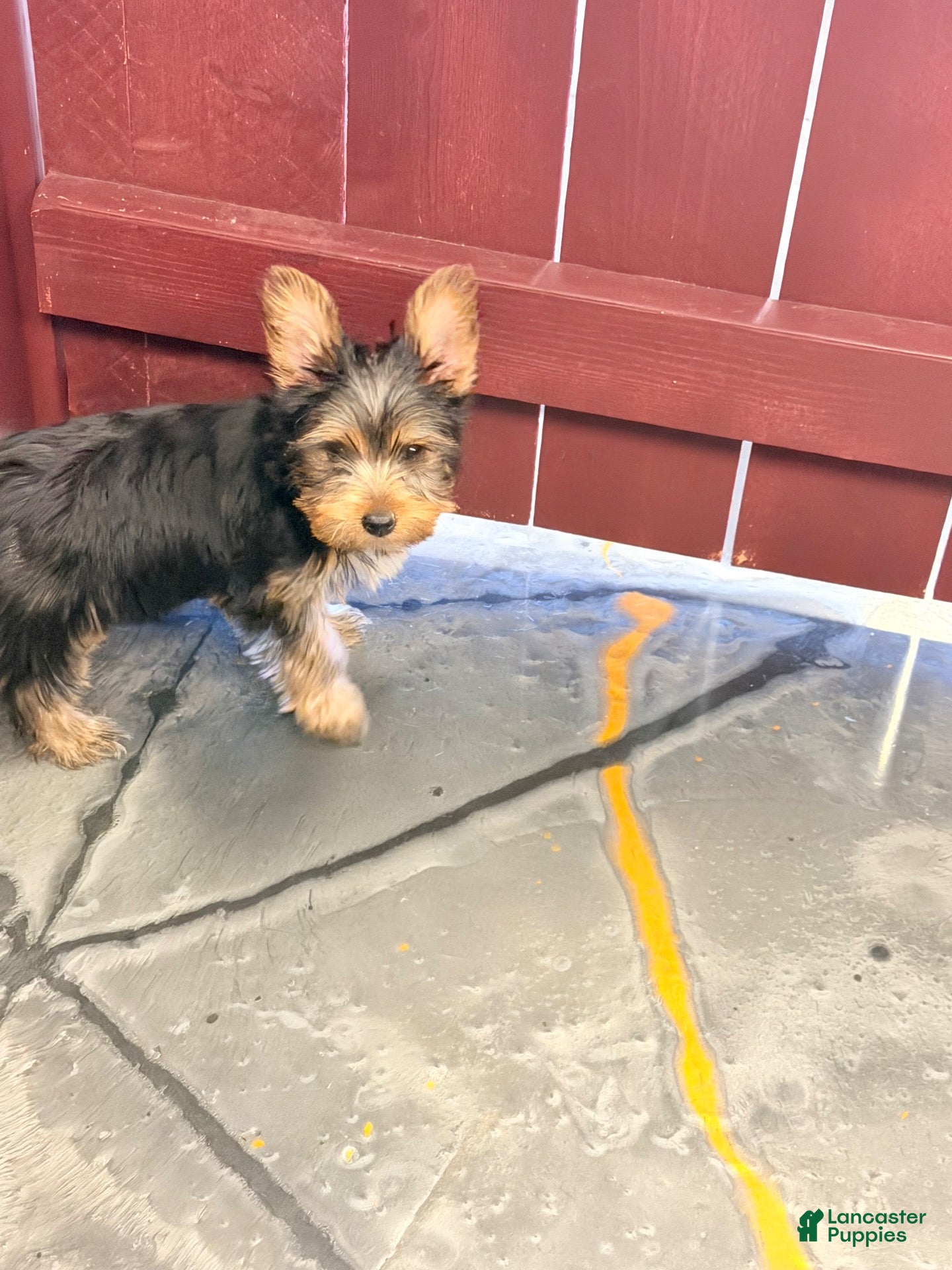 Yorkshire Terrier dogs Yorkshire Terrier 1 - Ad 23