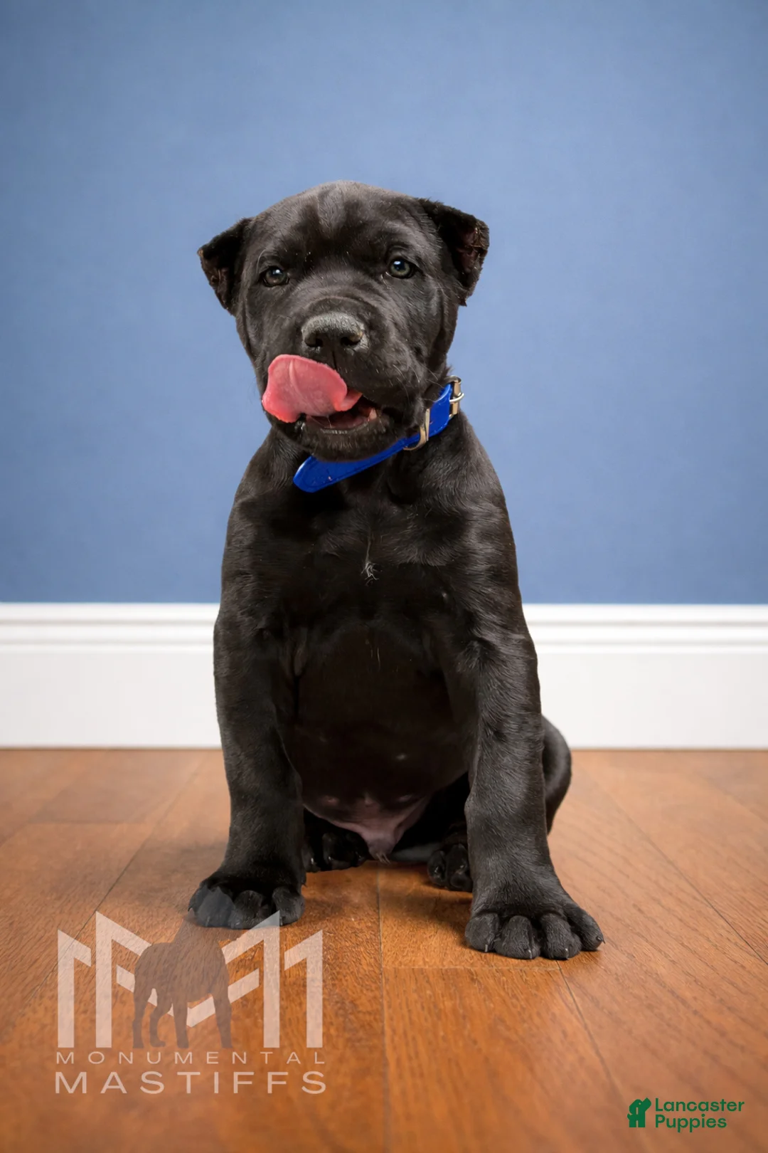 Mixed Breed dogs for sale: Dark Blue Collar  - Ad 1