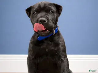 Mixed Breed dogs Dark Blue Collar - Ad 2