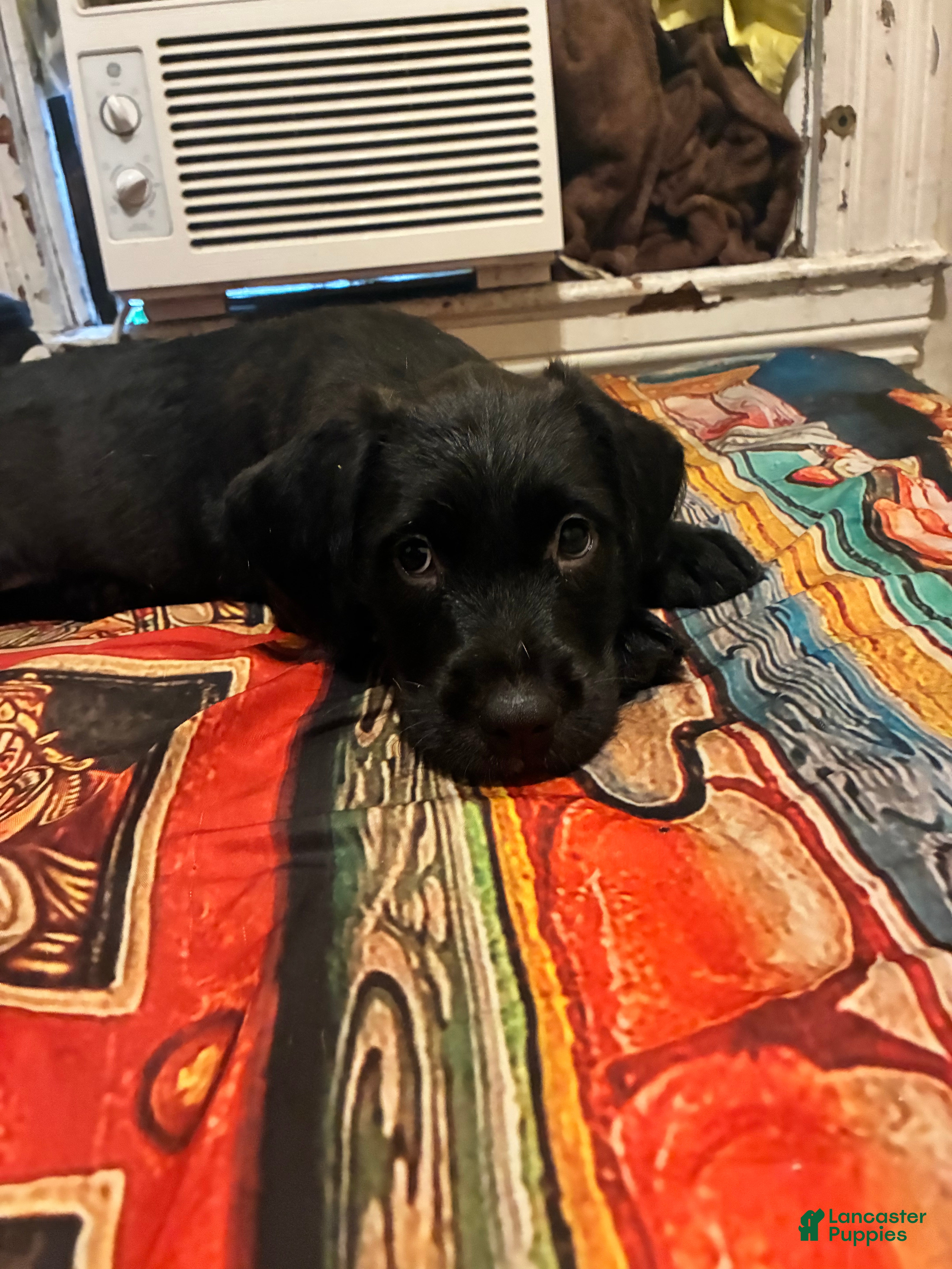 Mixed Breed dogs for sale: Mixed Breed 3 - Ad 3