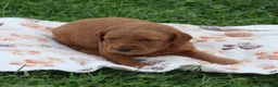 Mini Goldendoodle dogs for sale: Baxter - Ad 2