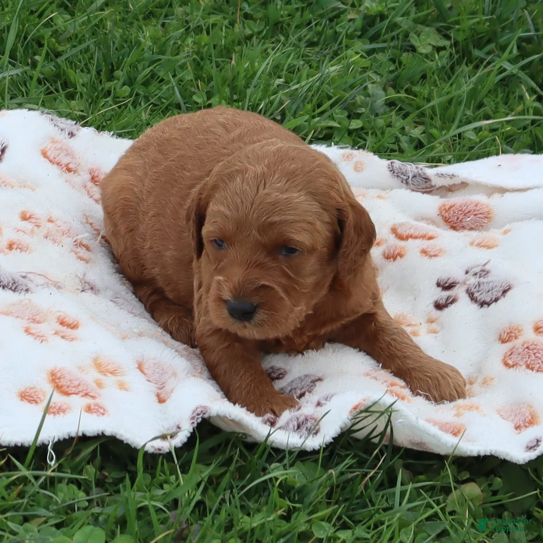 Mini Goldendoodle dogs for sale: Baxter - Ad 2